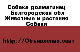 Собака долматинец - Белгородская обл. Животные и растения » Собаки   